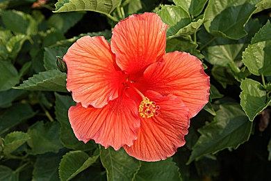 《妖精的尾巴2》现已正式发售 游戏上市宣传片欣赏